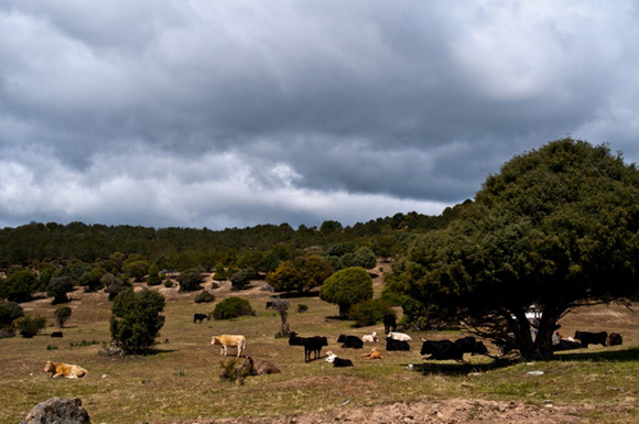 Panorámica desde la pradera